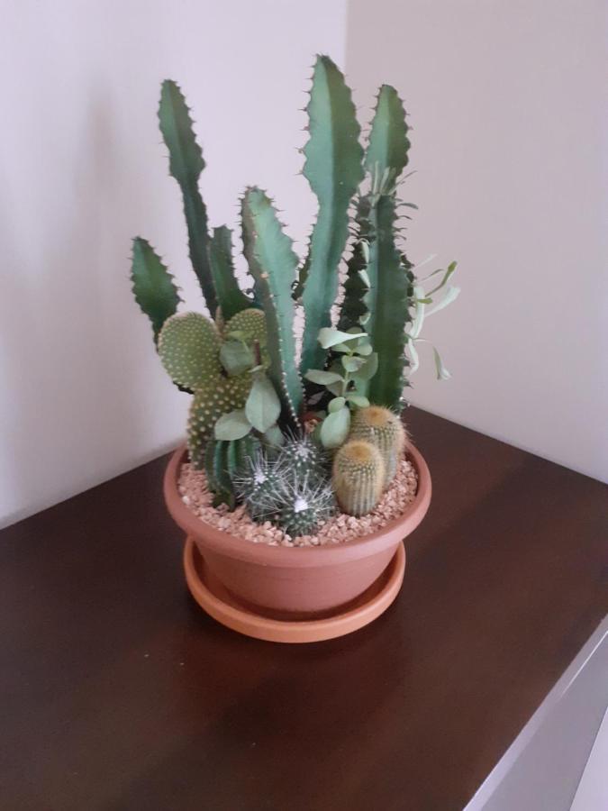 Sloneczny Apartament Z Malym Ogrodkiem ベジヘロボ エクステリア 写真